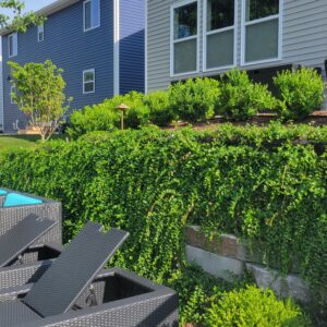 Plant Installation